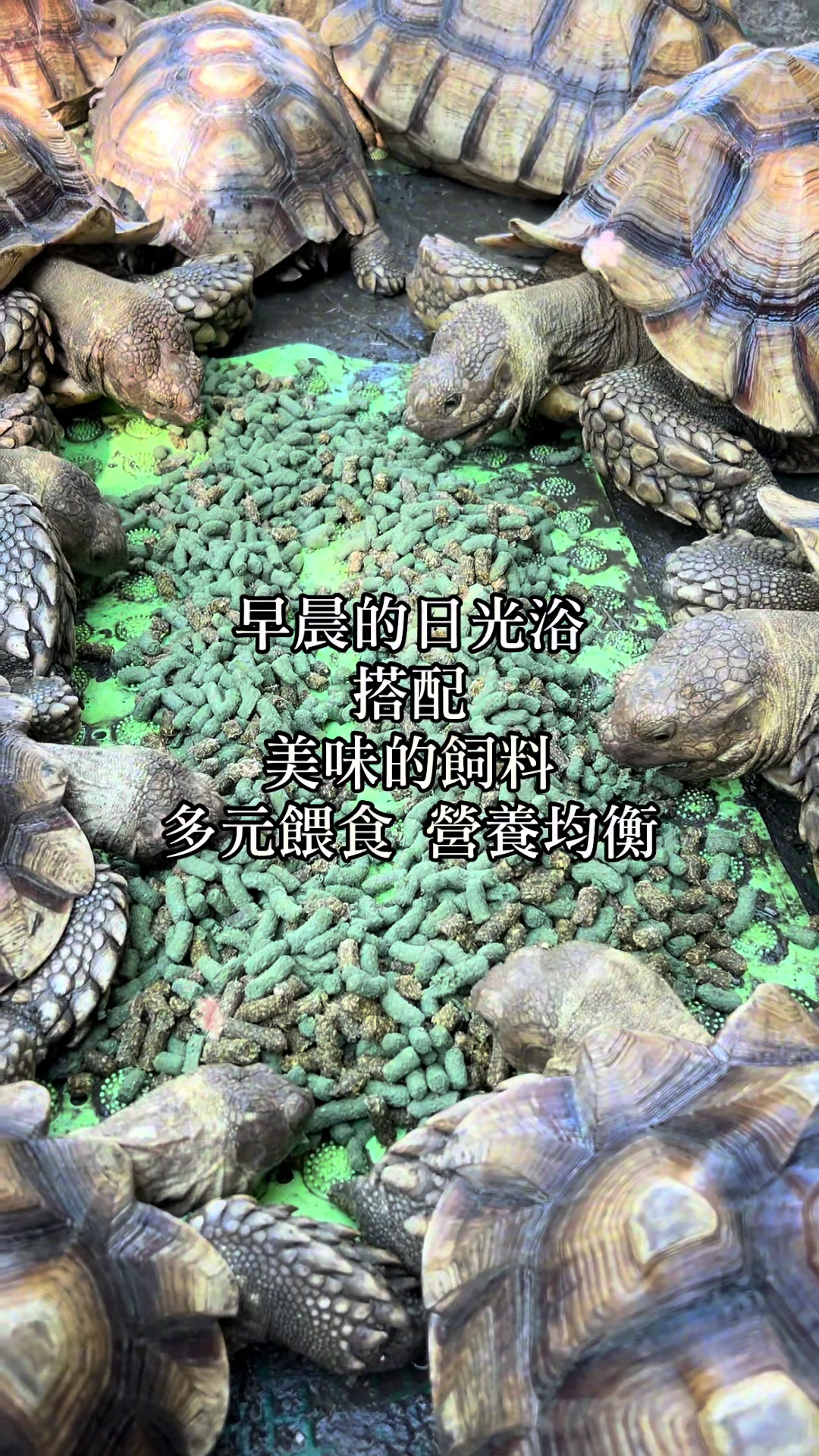 @琰 𝓛𝓸𝓷𝓰來了🐉〽️蘇卡達sulcata陸龜