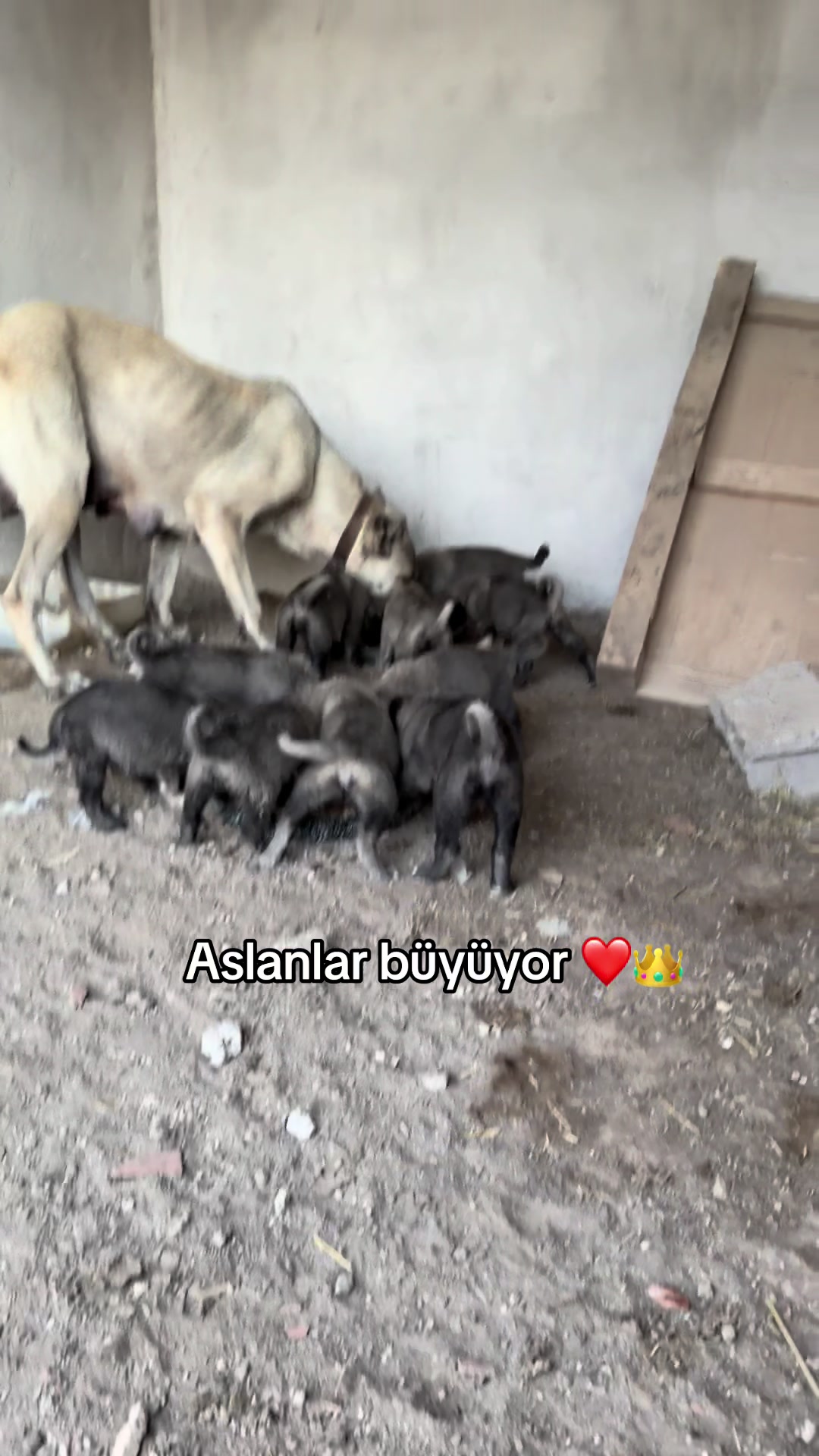 @kangalcı serkan