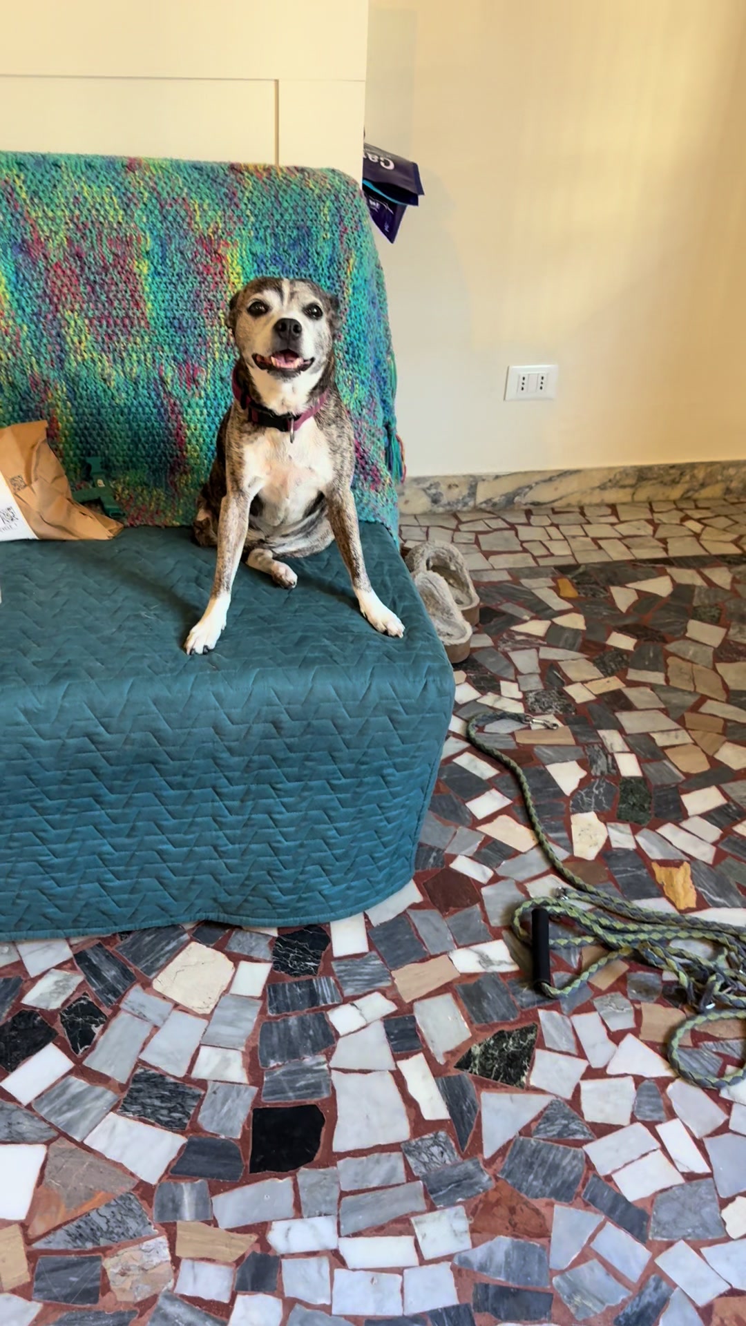 @Paws From Afar Rescue