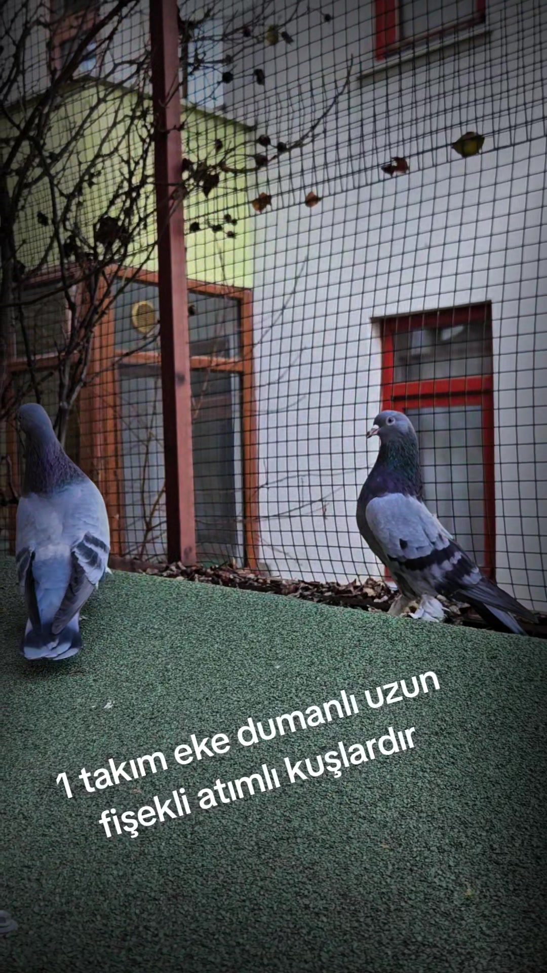 @huseyinsagir