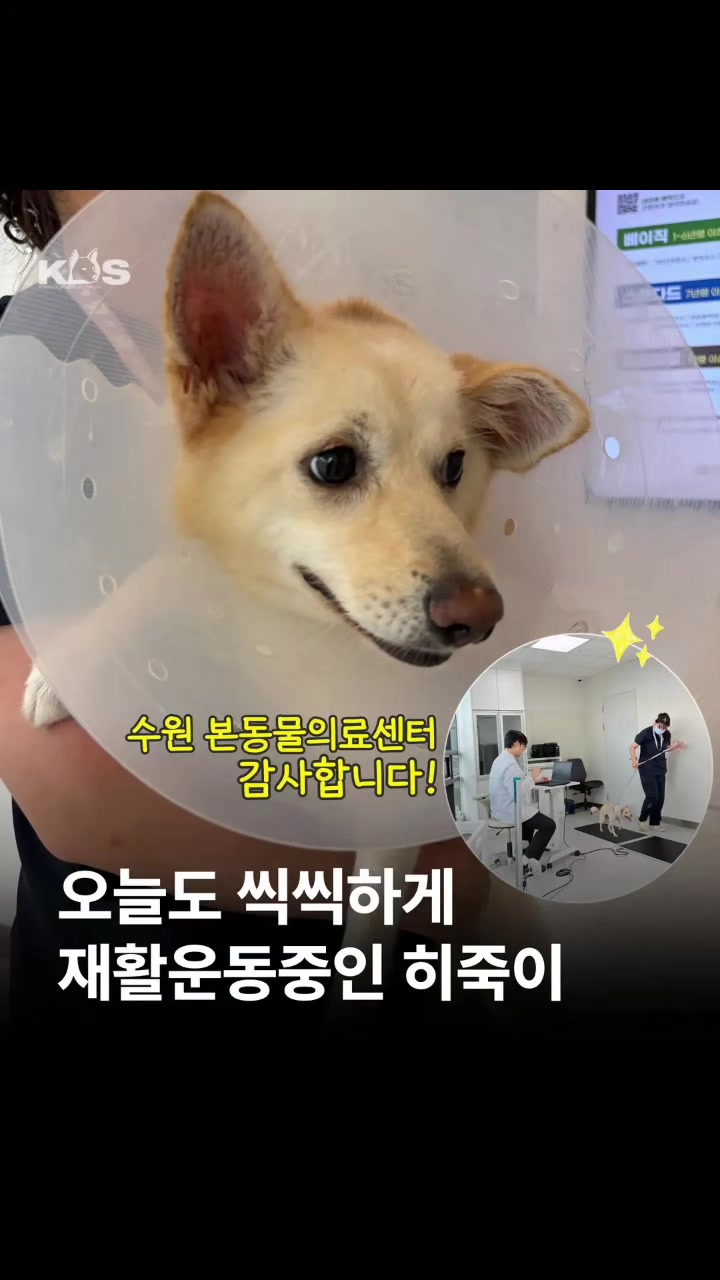 @🐶🐶엄지맘🦮🐕&zwj;🦺🐩