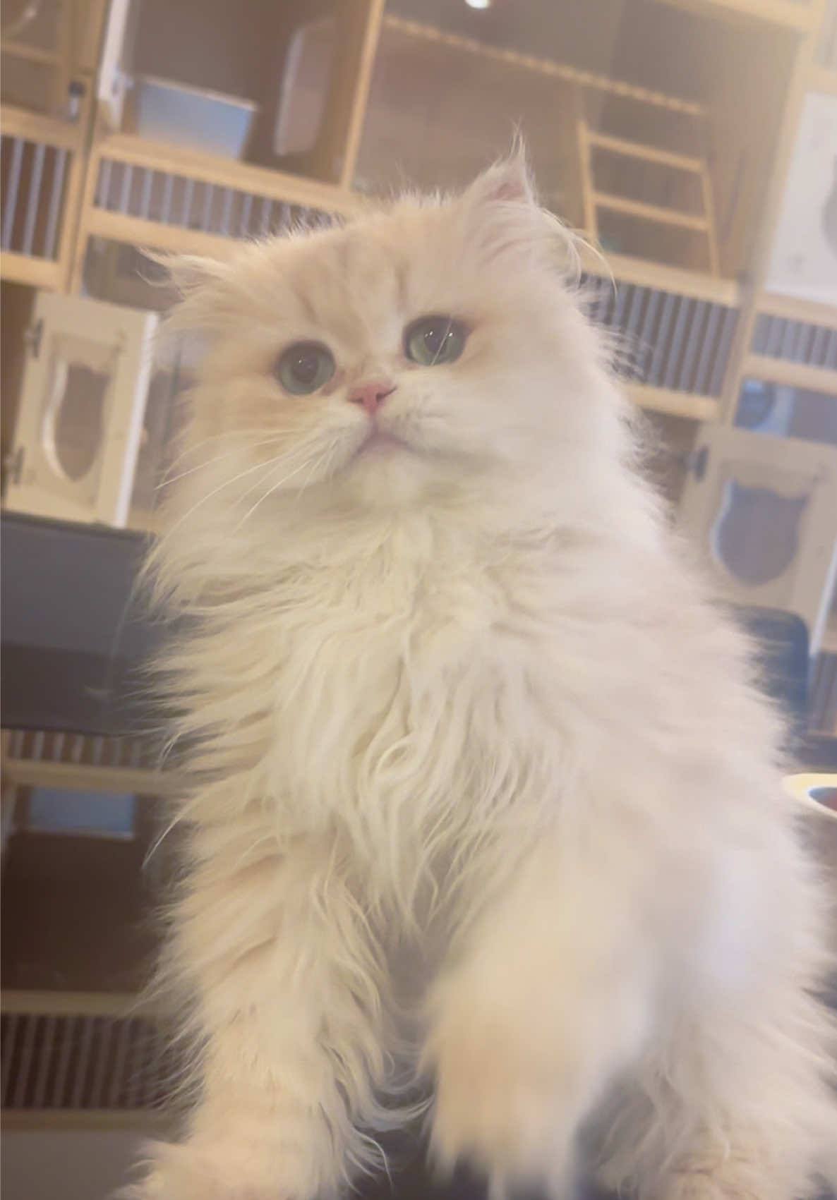 @喵贝贝在大马