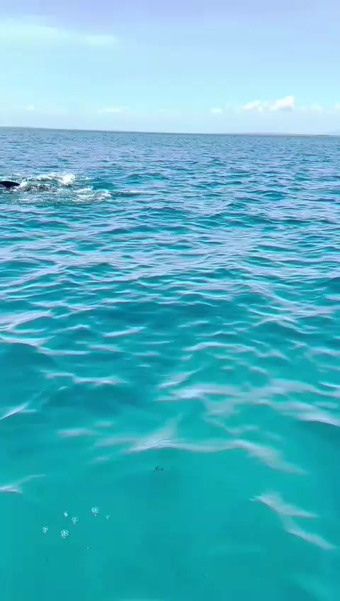 @Papamanyota dive centre kenya