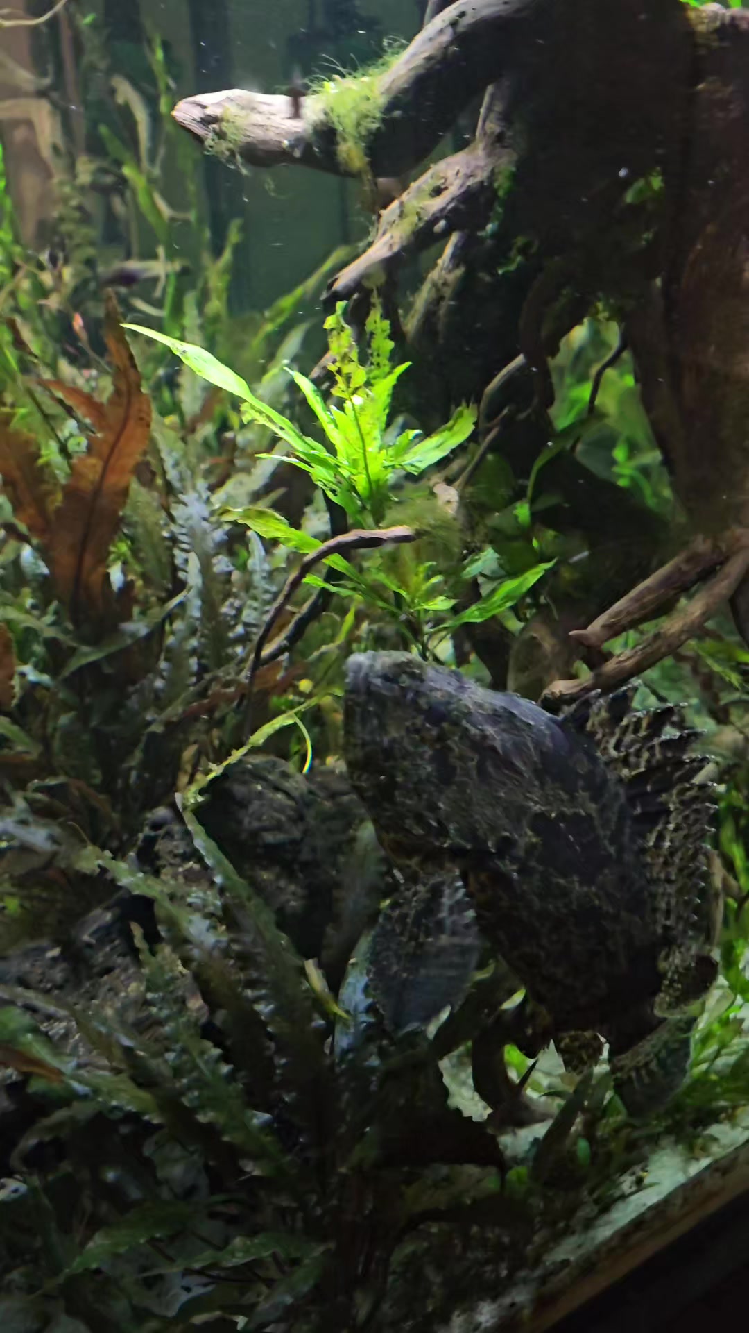@trippy.frog
