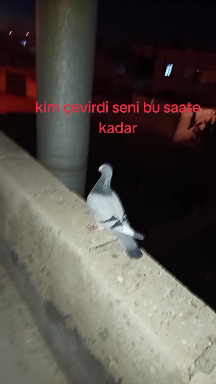 @Memocan
