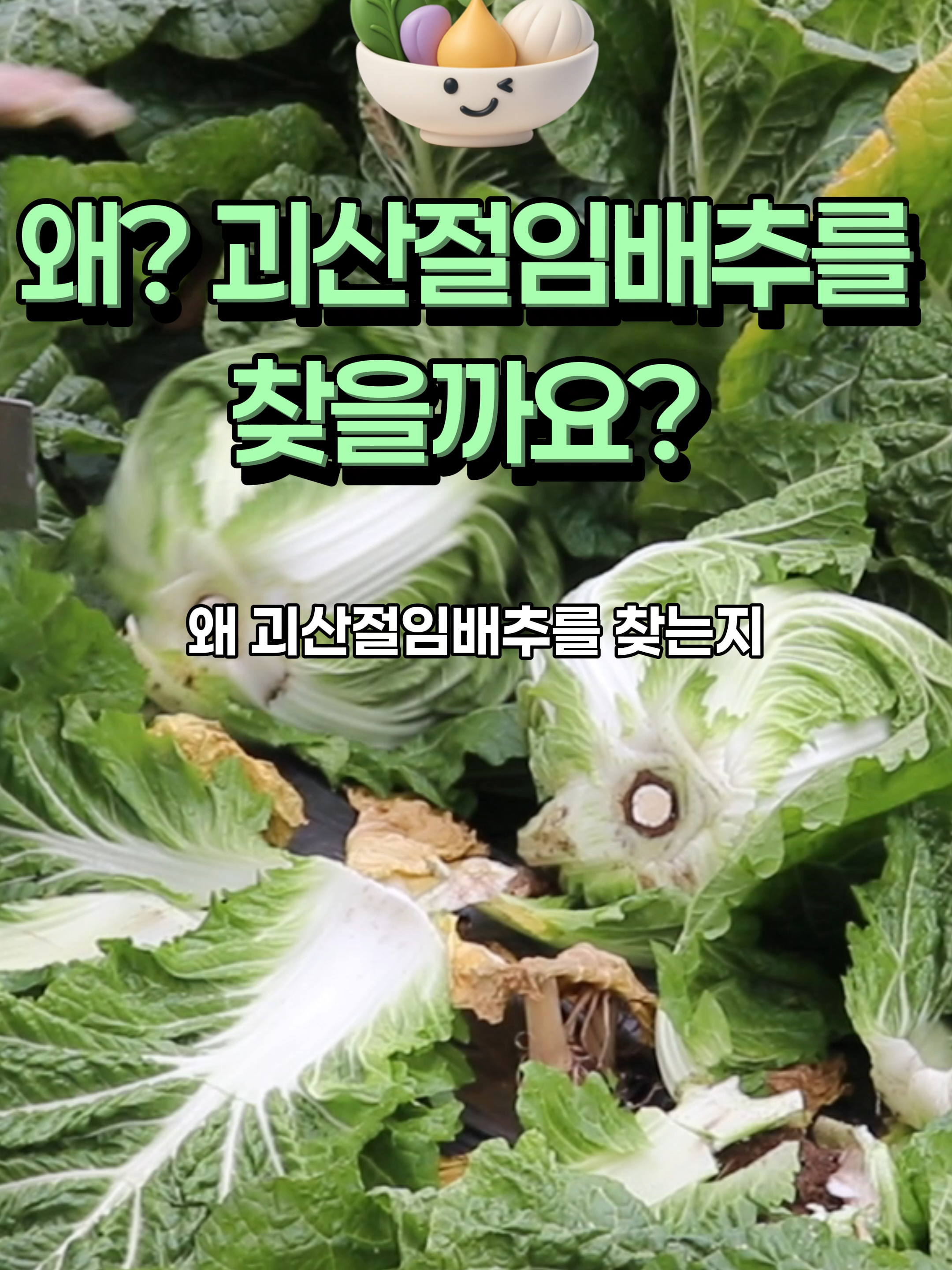 @아삭-괴산절임배추
