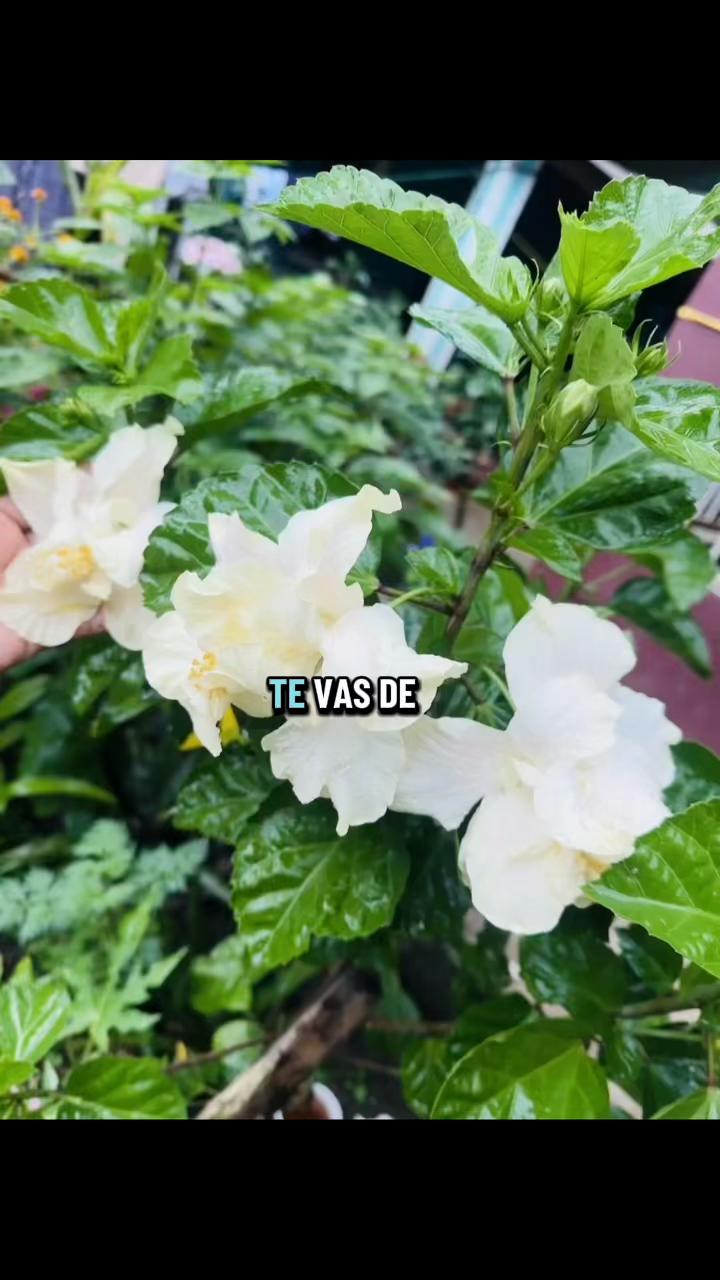 @🤞🤞SohomEsme?Espe?yky🤞🤞♓️