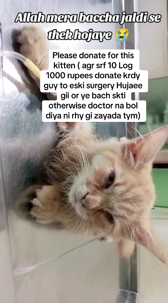 @mirha.donate.for.cat