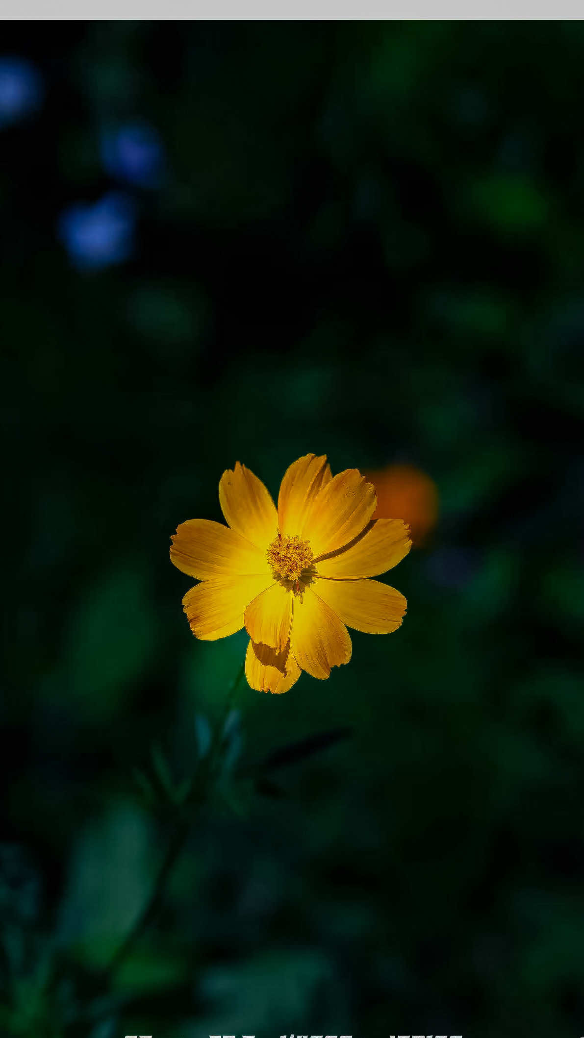 @𝑻𝒂̂𝒏 𝑻𝒉𝒊