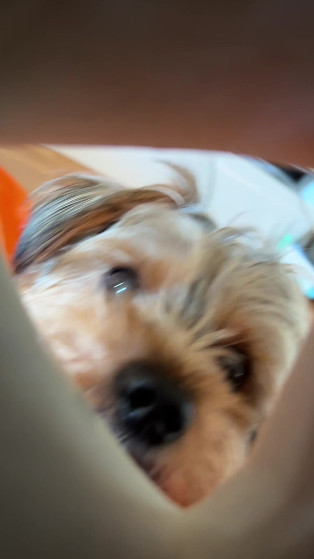 @Benjie the Yorkie