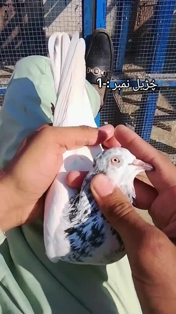@𝘼𝙣𝙖𝙨_𝘖𝘬𝘢𝘳𝘢_333🕊️✨