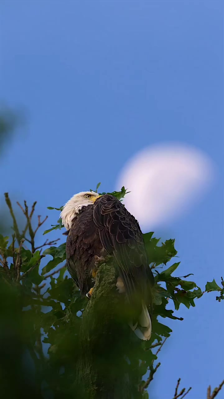 @🦅𝒵𝒜𝒦𝒪🦅