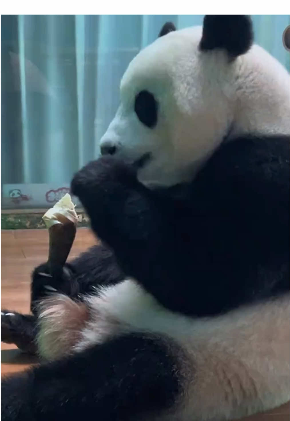 @熊猫妹珠🐼
