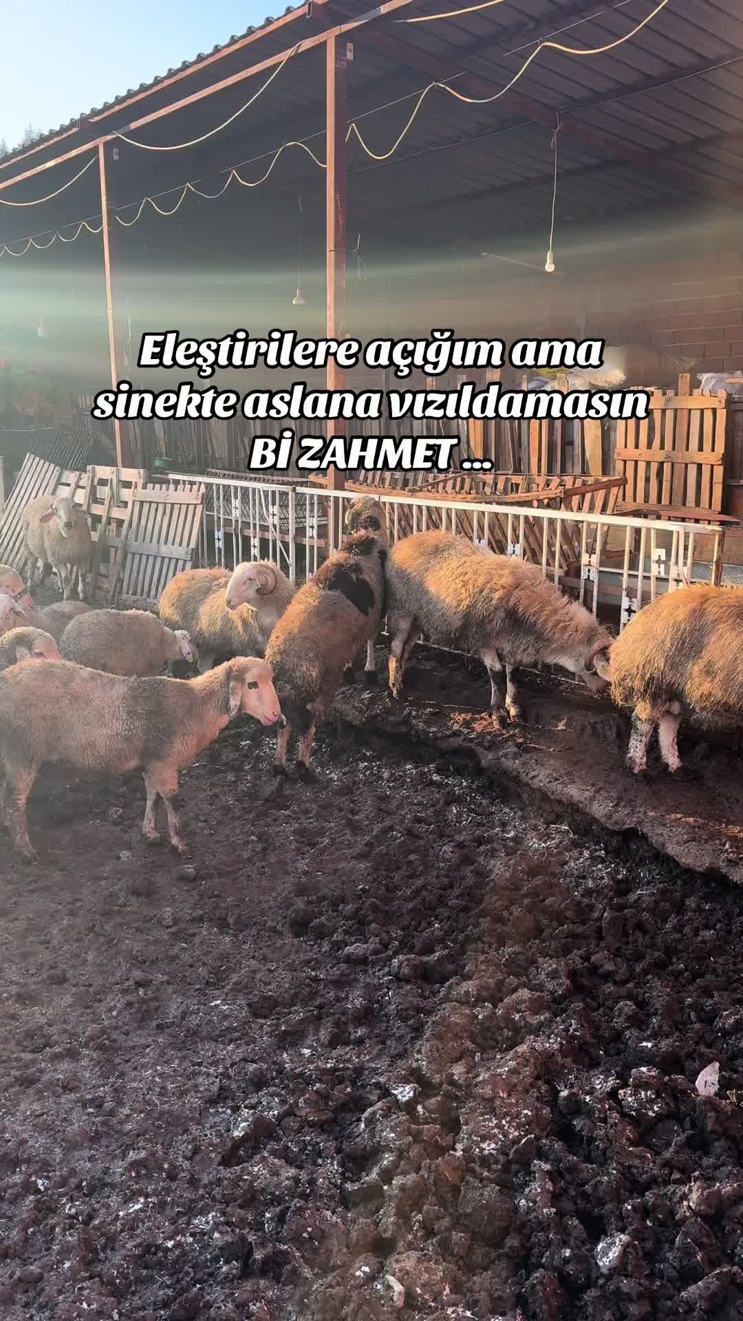 @Osman Tuş
