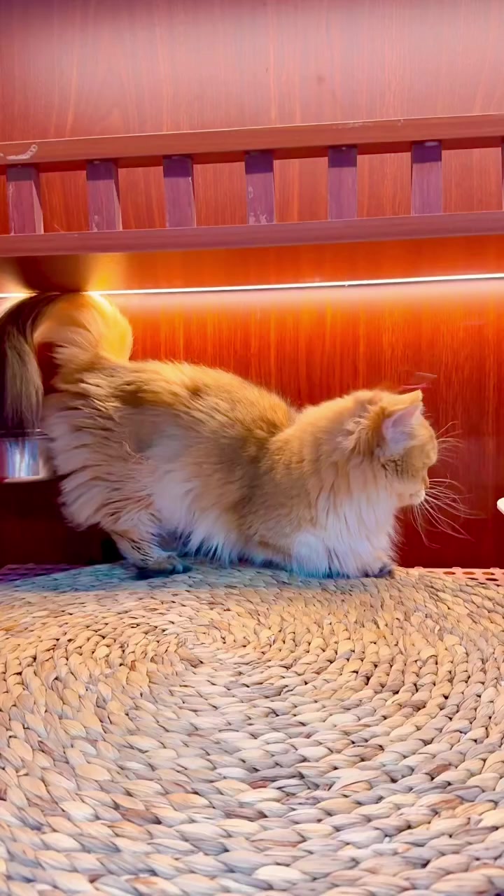 @fuyncats