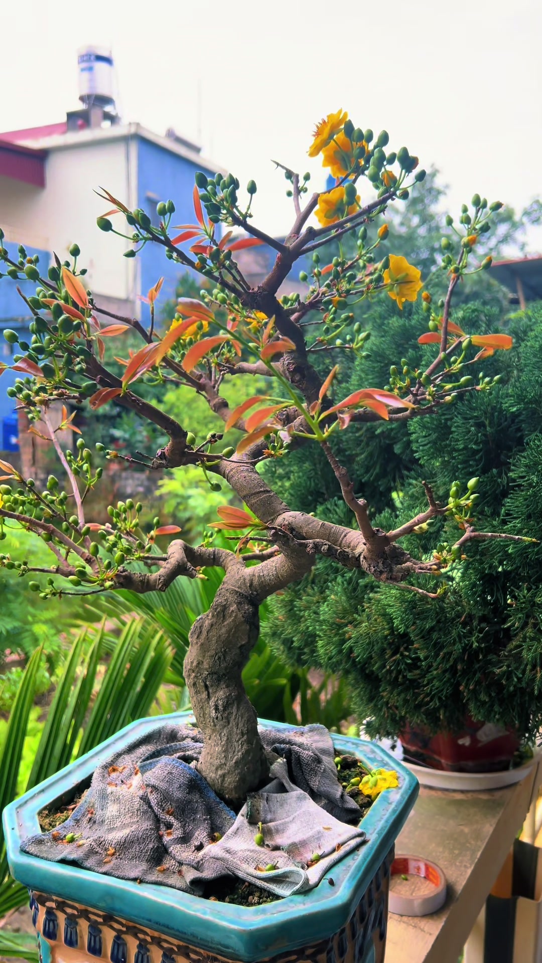 @Minh Phong Bonsai