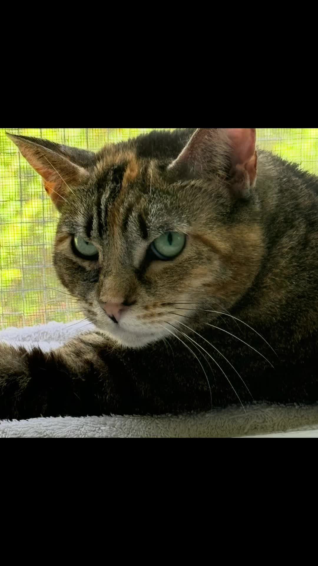 @North Toronto Cat Rescue