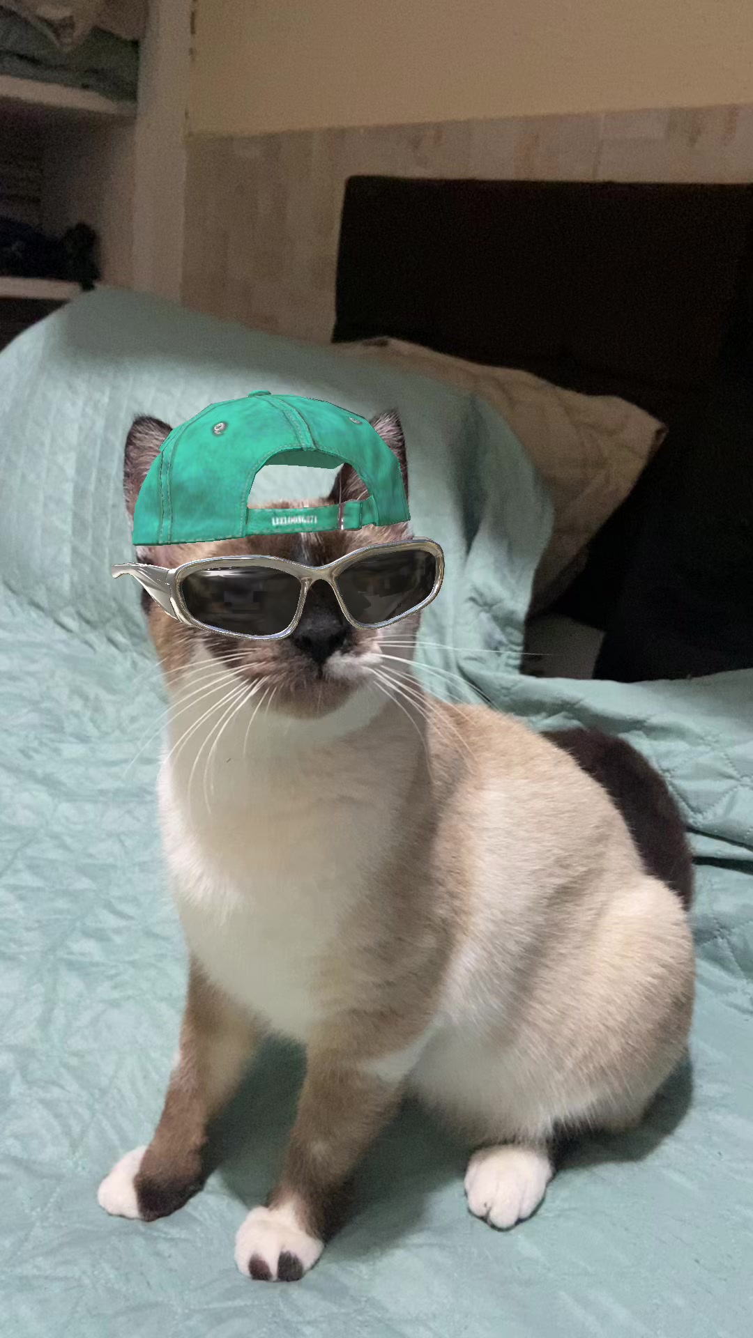 @Karoleos12gatos