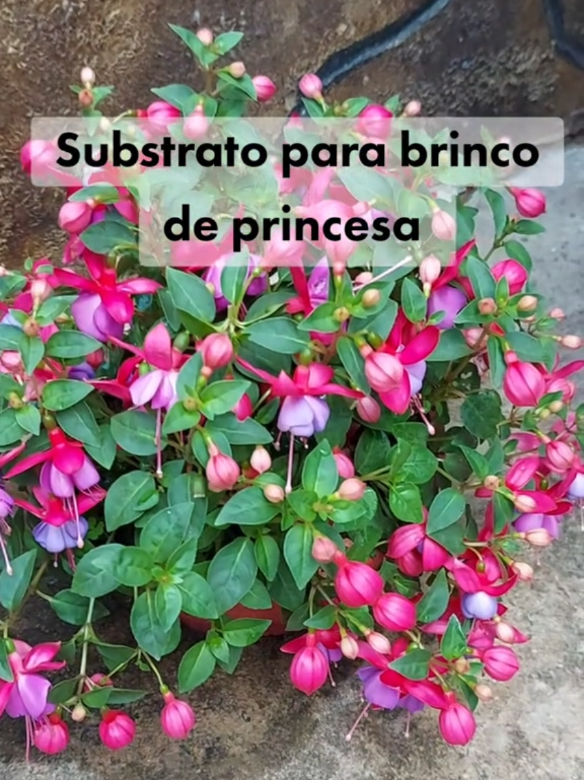@quintalverde