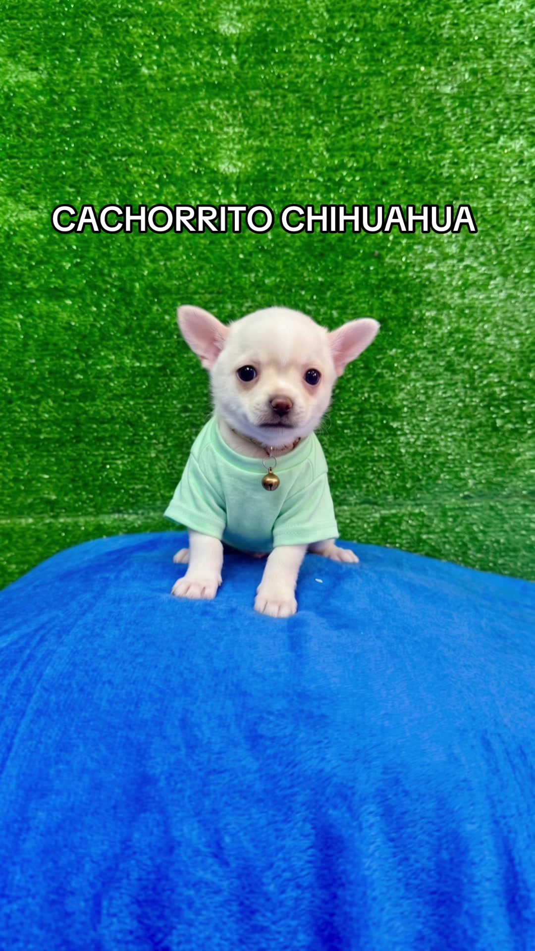 @Super Pet Ecuador 🇪🇨 🐶