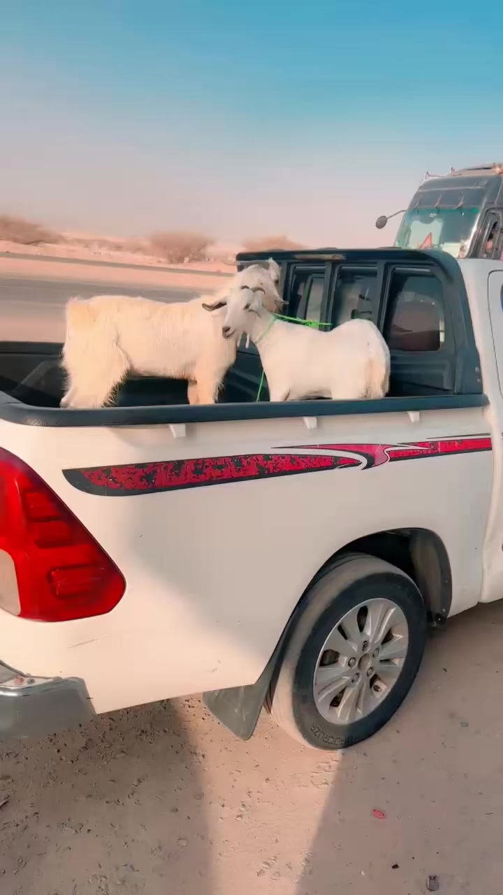 @ام لينا،❤️😍🥰🤗