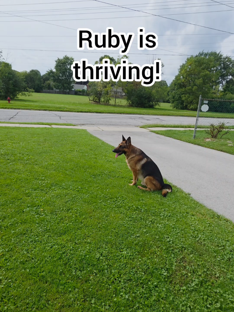 @BuddyandMikes Pal