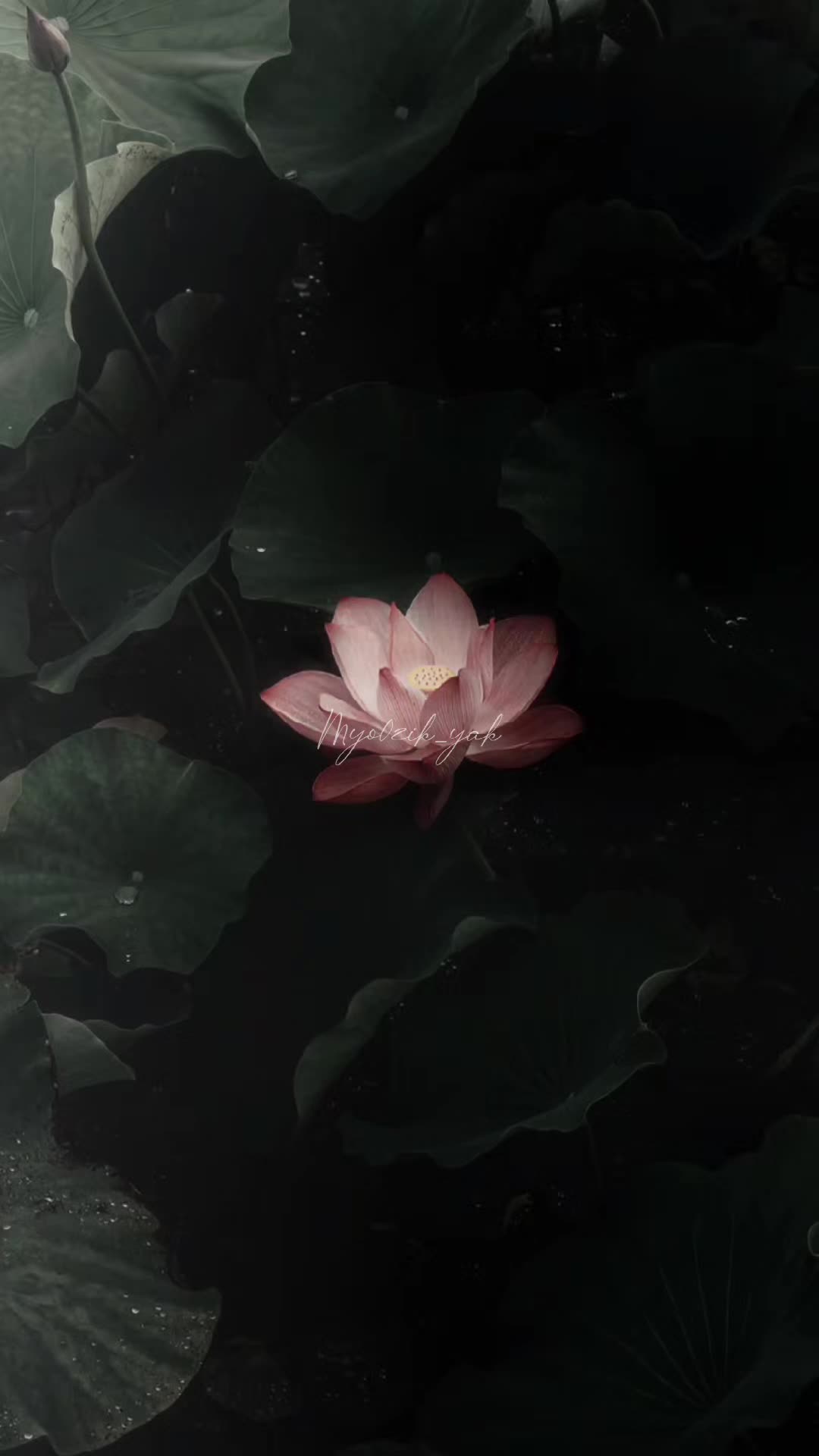 @ꪑꪗꪮ੦ɀỉƙ_ꪗꪖƙ ♪♫♬ 🧬