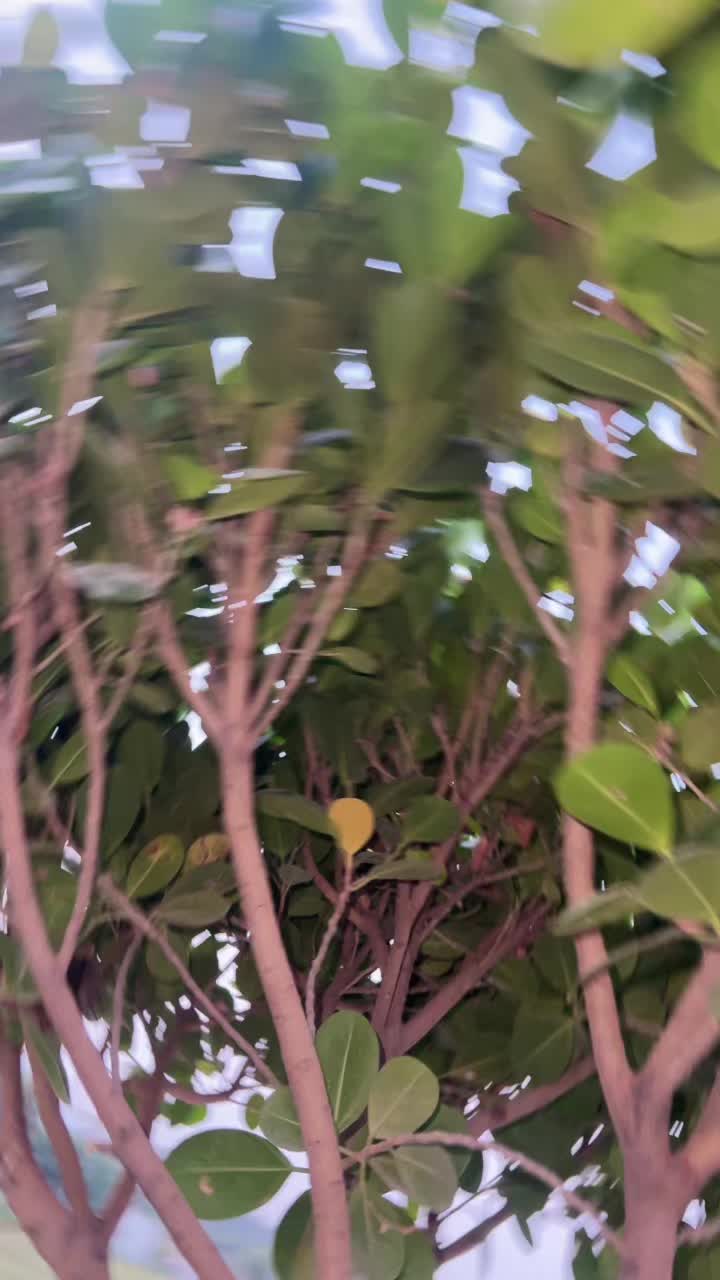 @saifinoor457