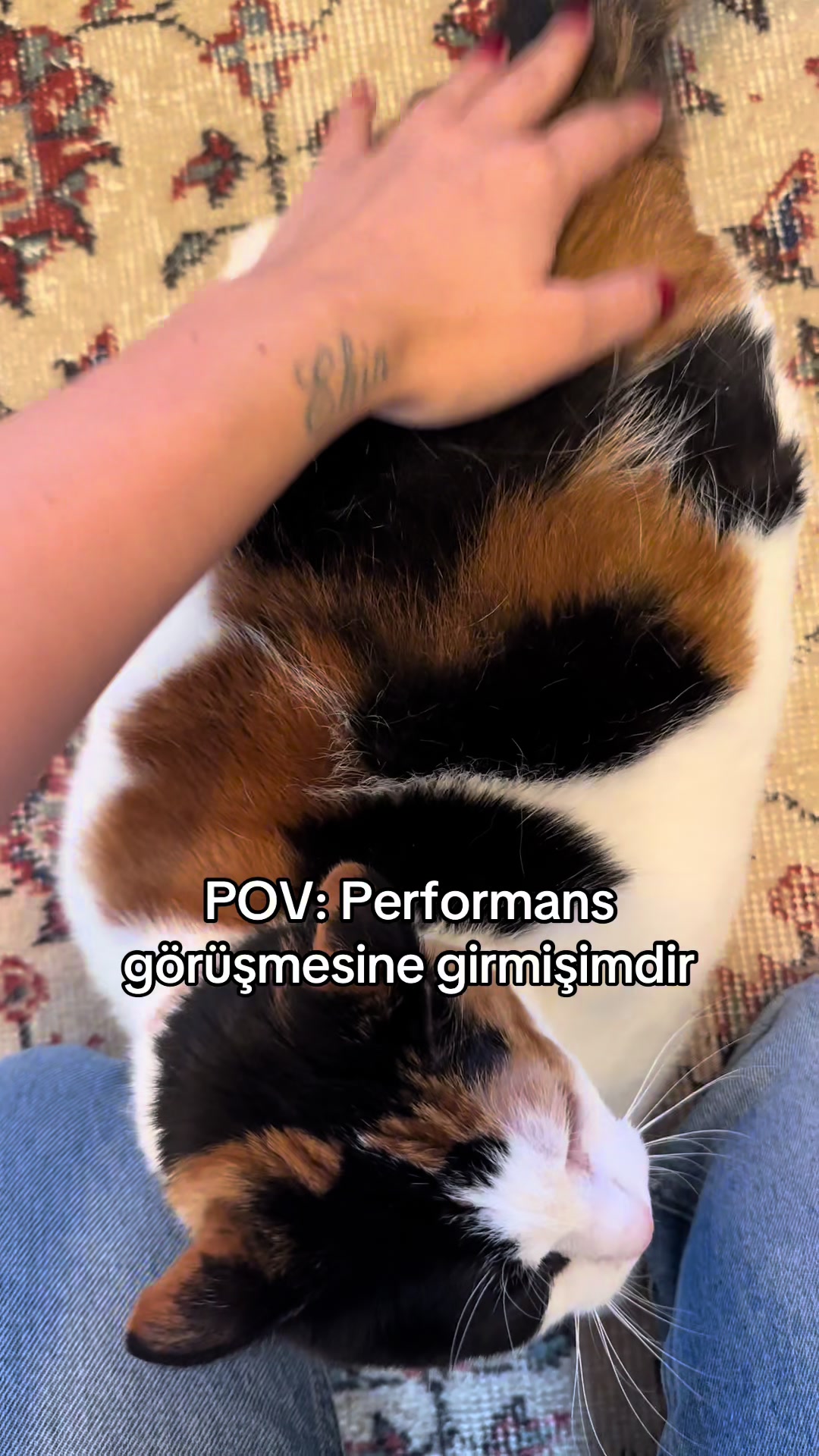 @Çikikatör