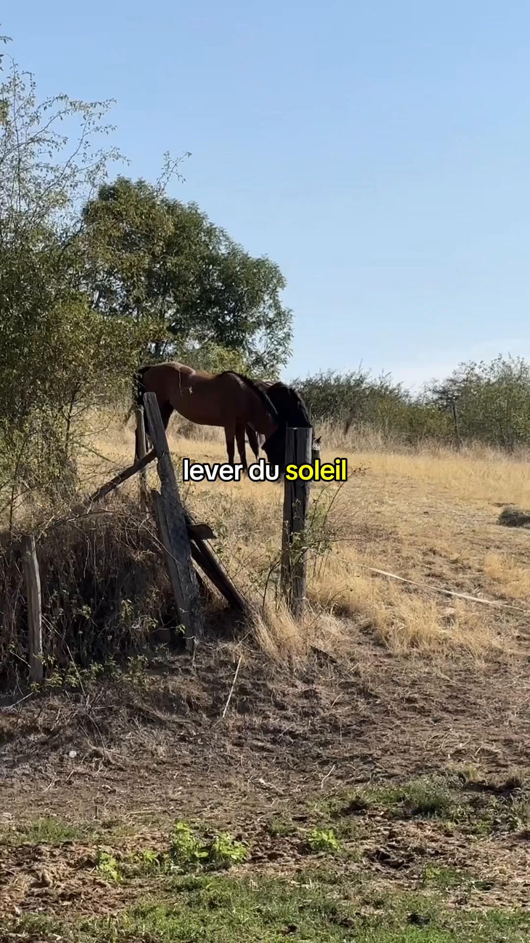 @Seren the pony 🐴
