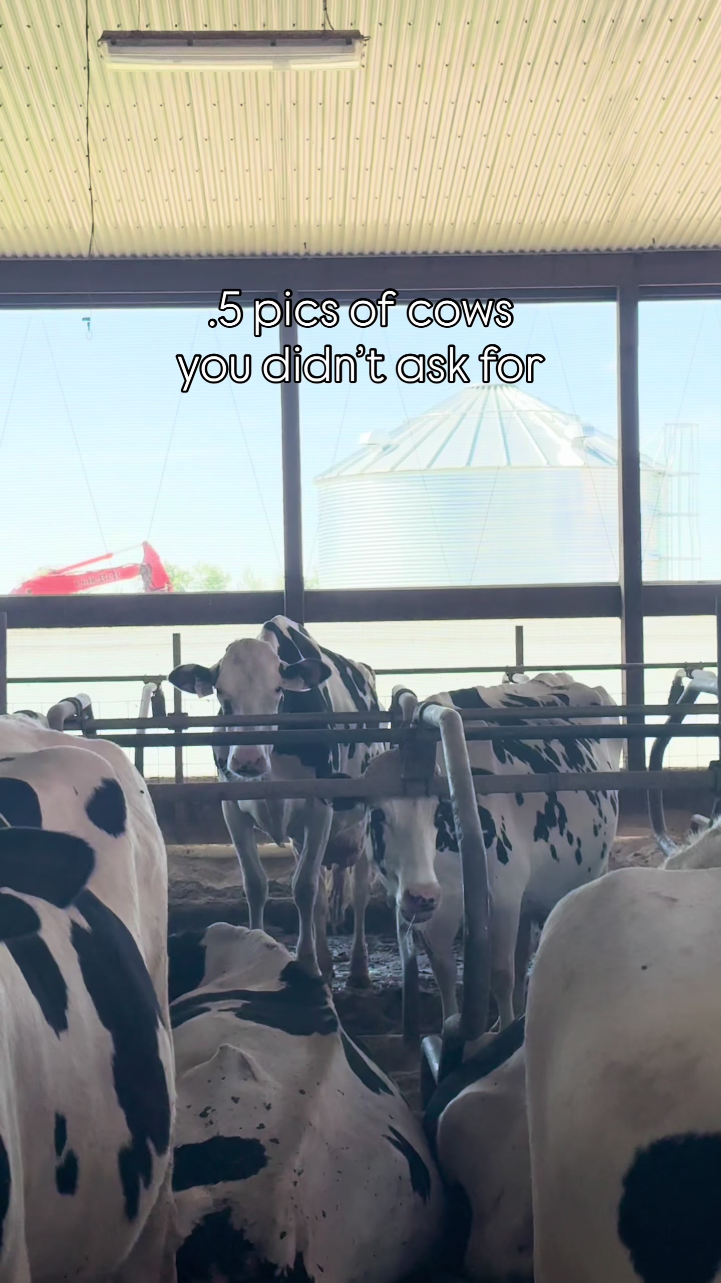 @Krestlink Holsteins