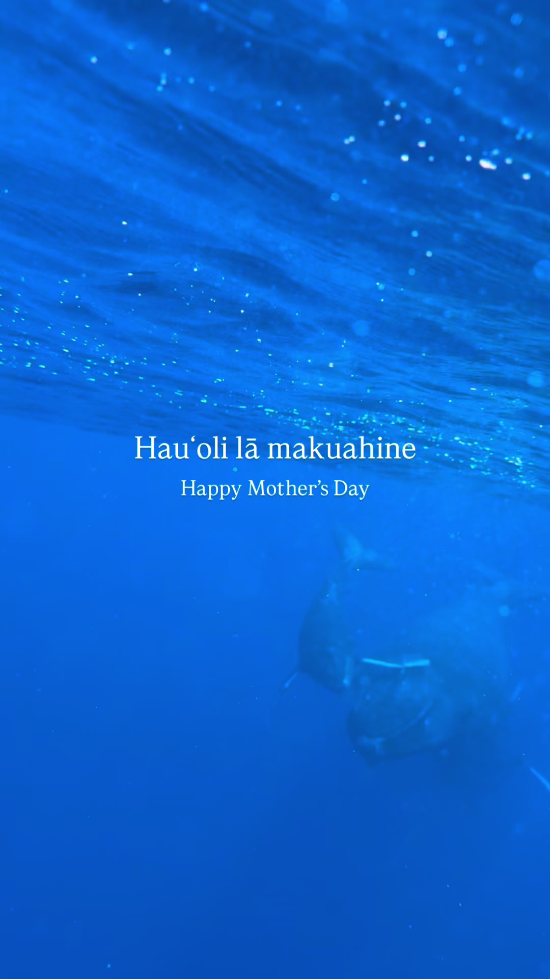 @Hawaii Ocean Rafting