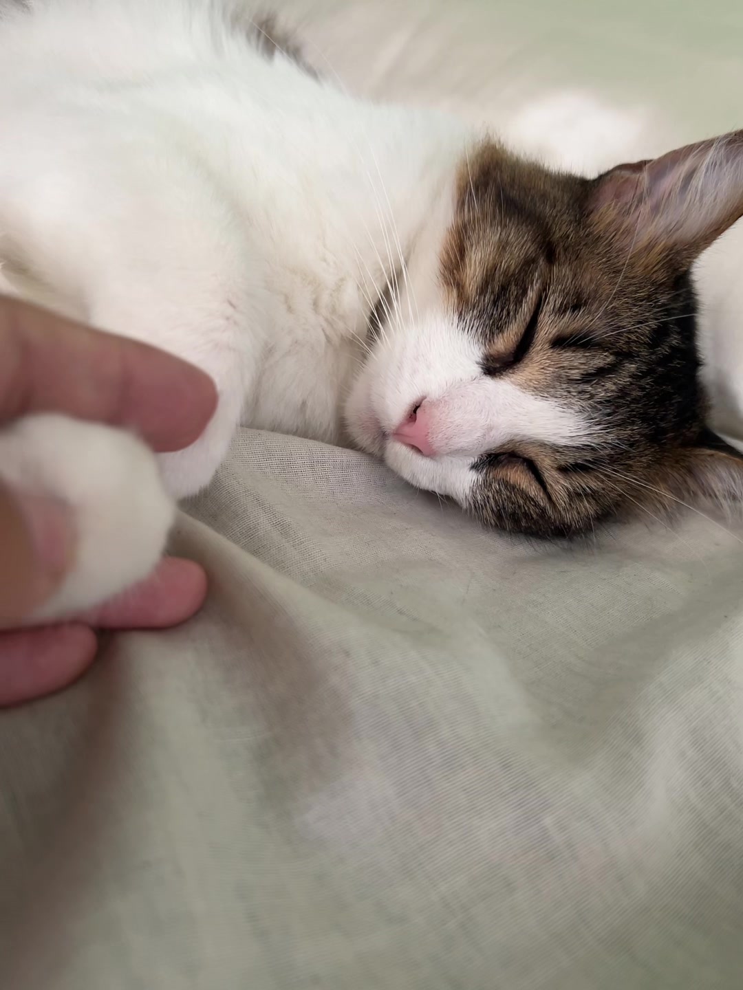@🐱✨