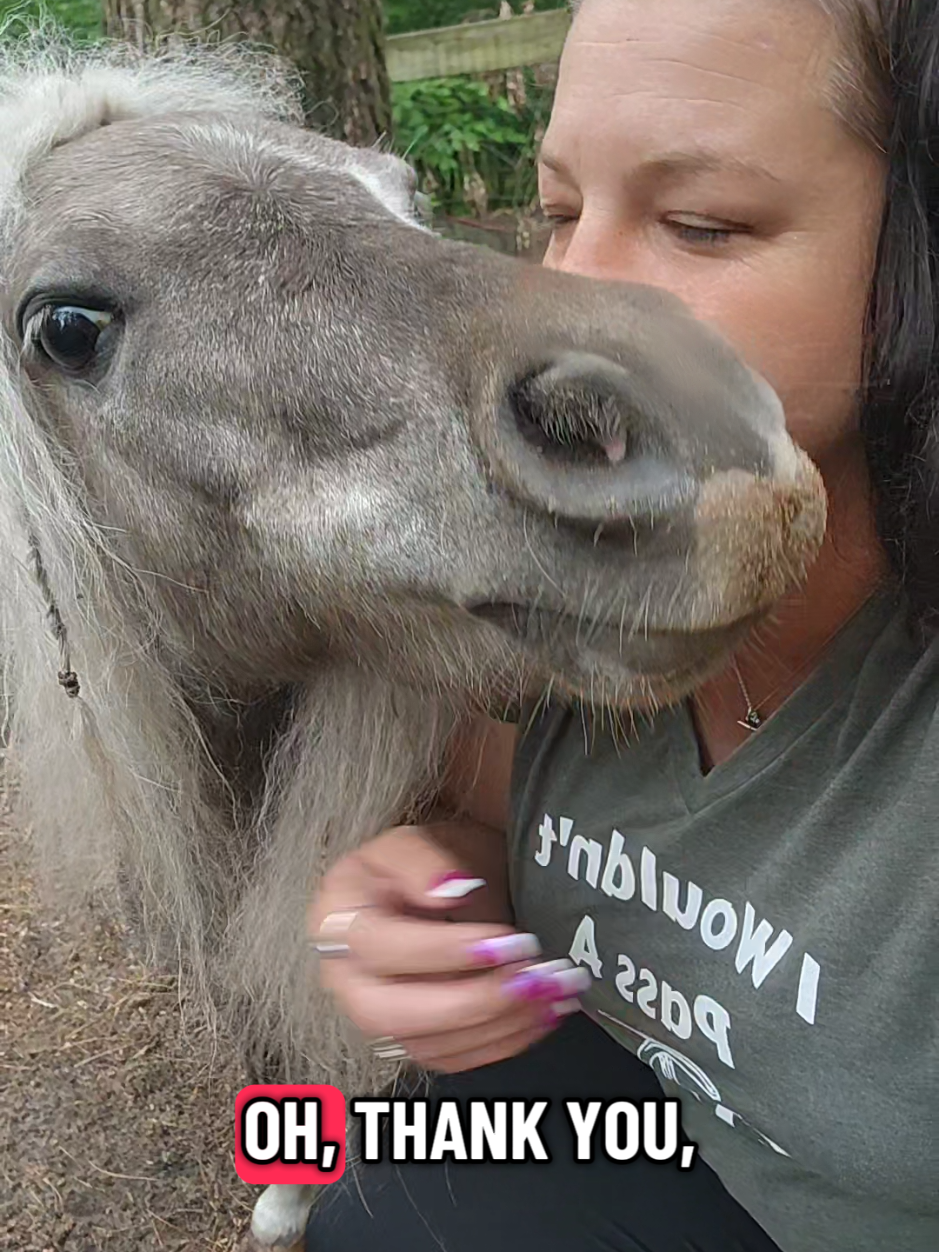 @minihorsemomandtrainer🐴🐴🐴🐴