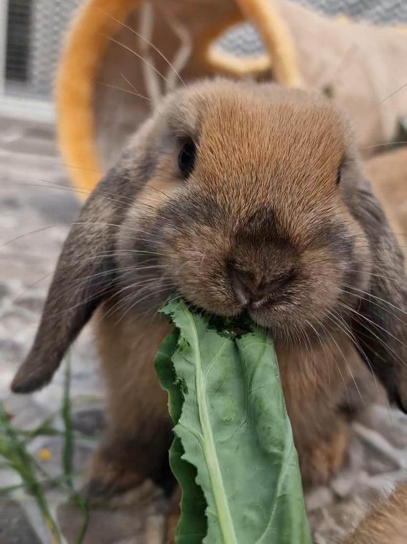 @Rabbit Gang