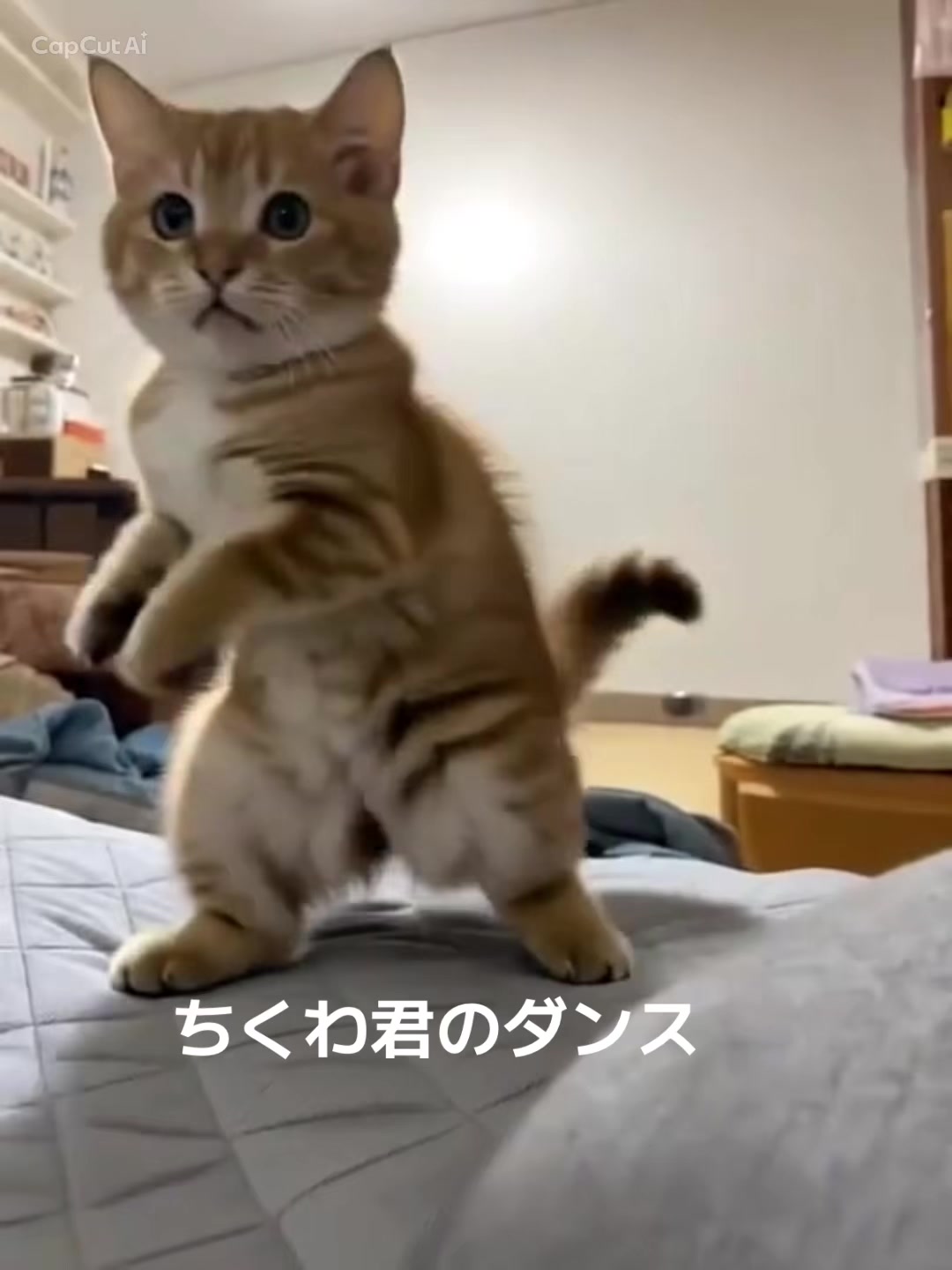 @nekotikwa