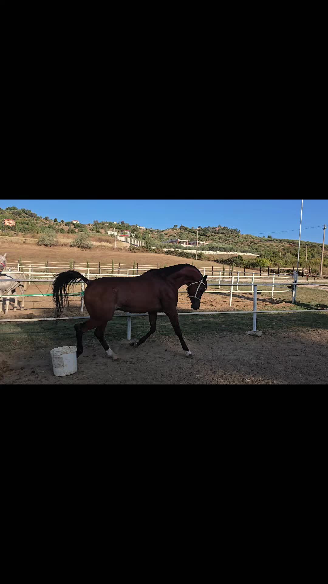 @Horse Training Center Albania