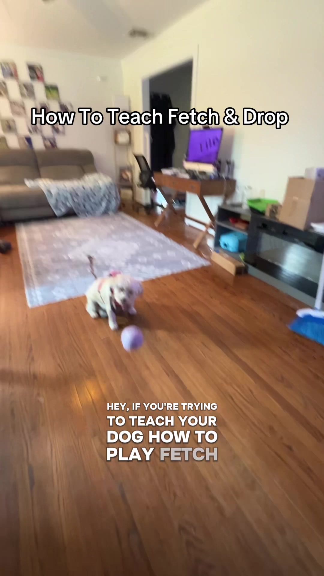 @Best Buddy Dog Trainer LLC