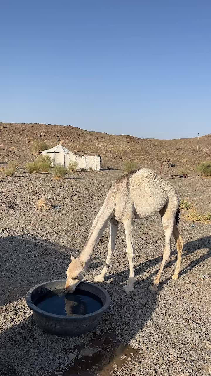 @سليمان البلوي