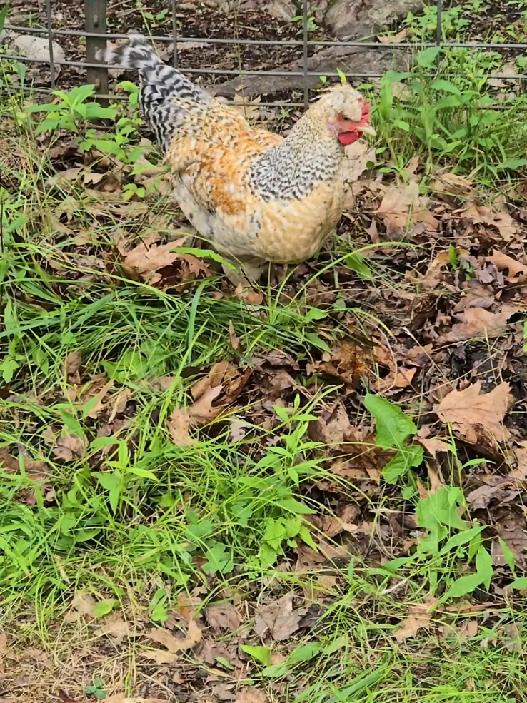 @DaisyMae Acres