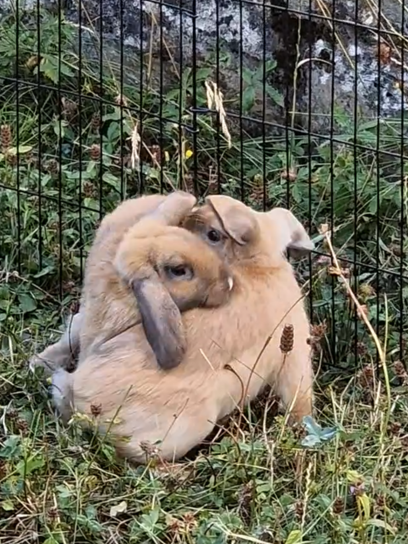@Rabbit Gang