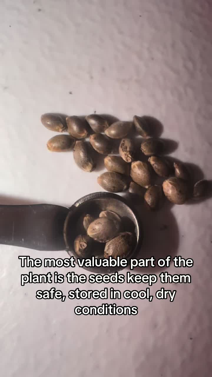 @SEEDTIVA