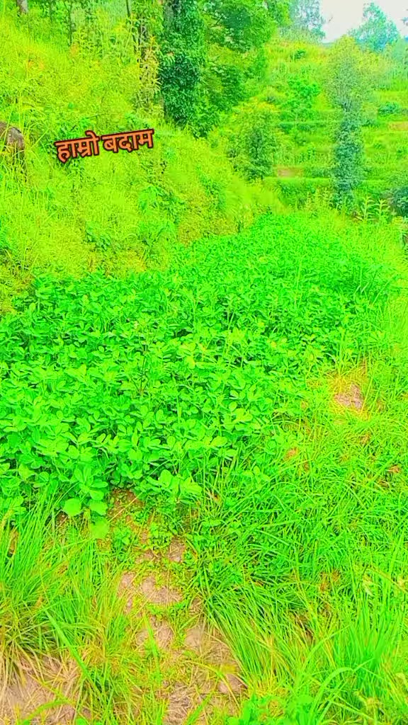 @Maya Bomjan tamang
