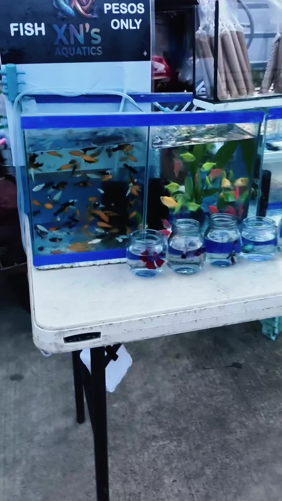@🐬🐠💿~クリシャイ/ ユキ 💿🐠🐬