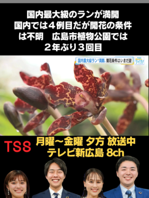 @テレビ新広島公式TikTok