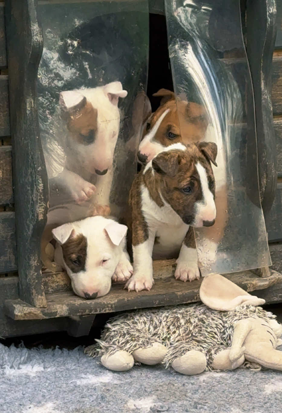 @Terra_Viva_minibullterrier