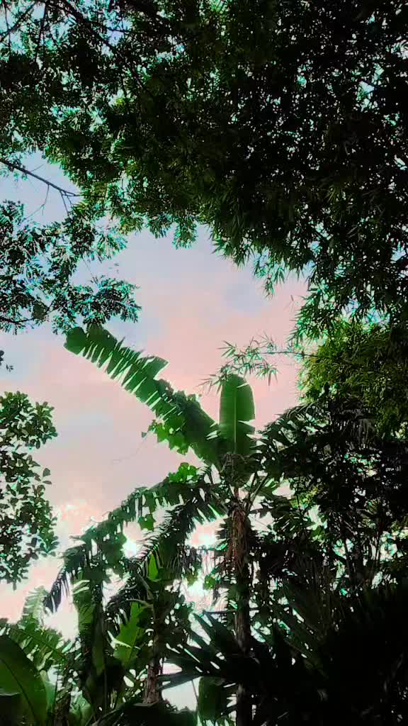 @বাচ্ছু মিয়া