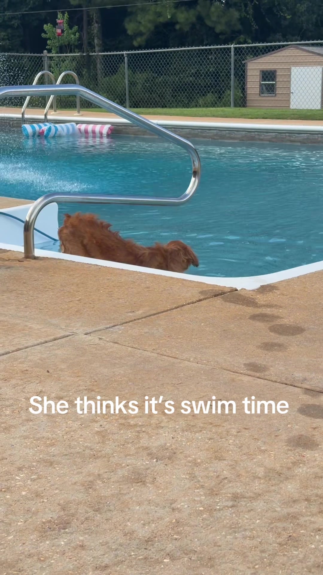 @RhondasRetrievers