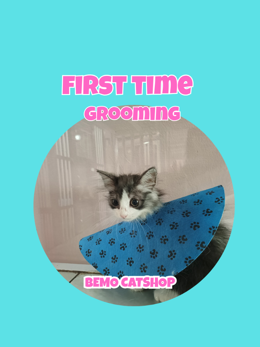 @Bemo Catshop