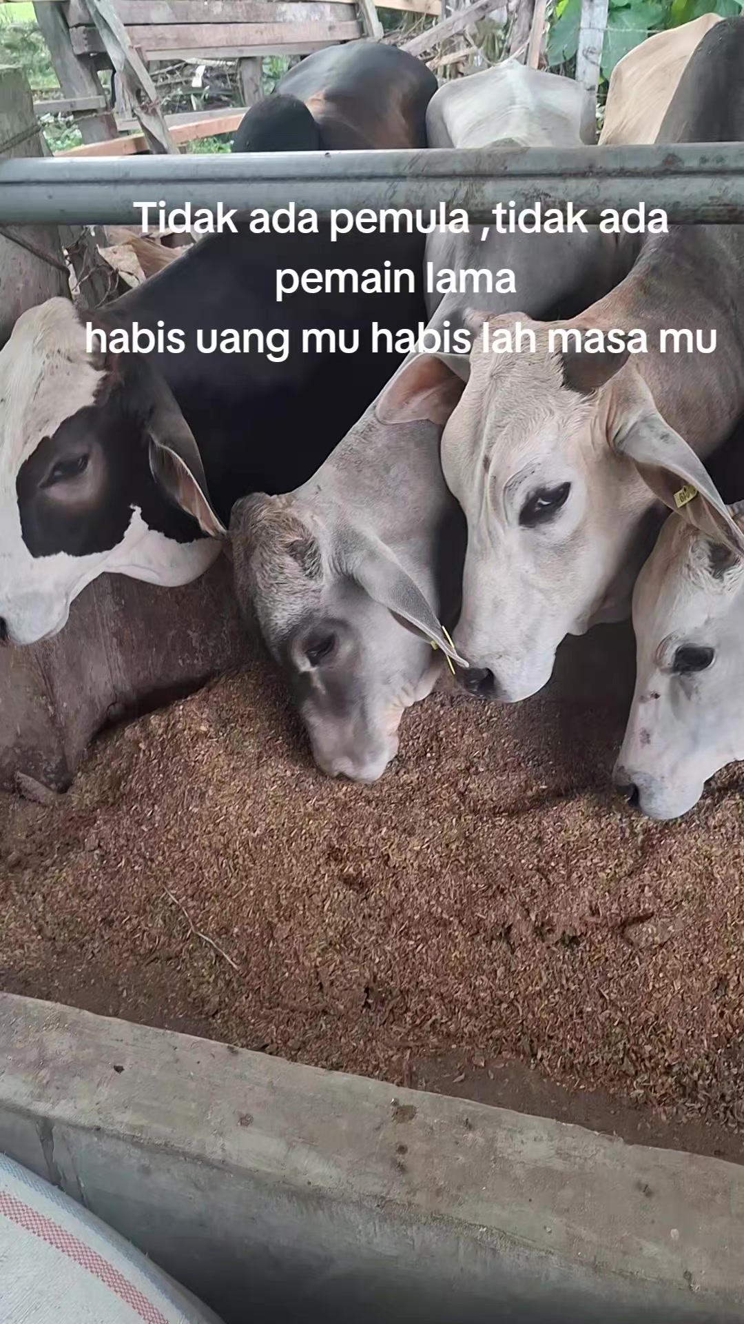 @Adzi BRAHMAN GROUP 447